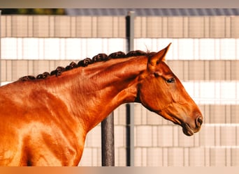 Österreichisches Warmblut, Stute, 2 Jahre, Fuchs