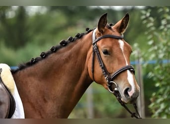Österreichisches Warmblut, Stute, 3 Jahre, 160 cm, Rotbrauner