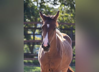Österreichisches Warmblut, Stute, 3 Jahre, 160 cm, Schecke