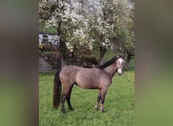 Österreichisches Warmblut, Stute, 3 Jahre, 161 cm, Rotschimmel