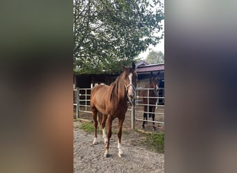 Österreichisches Warmblut, Stute, 3 Jahre, 164 cm, Fuchs