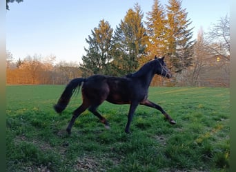 Österreichisches Warmblut, Stute, 3 Jahre, 165 cm, Dunkelbrauner
