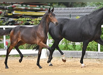Österreichisches Warmblut, Stute, 3 Jahre, 167 cm, Brauner
