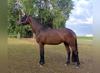 Österreichisches Warmblut, Stute, 3 Jahre, 167 cm, Brauner