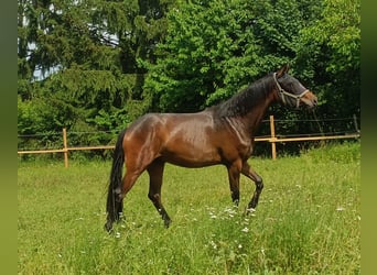 Österreichisches Warmblut, Stute, 3 Jahre, 167 cm, Brauner
