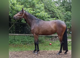 Österreichisches Warmblut, Stute, 3 Jahre, 167 cm, Brauner