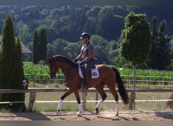 Österreichisches Warmblut, Stute, 3 Jahre, 167 cm, Brauner