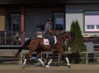 Österreichisches Warmblut, Stute, 3 Jahre, 167 cm, Brauner