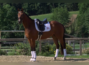 Österreichisches Warmblut, Stute, 3 Jahre, 167 cm, Brauner