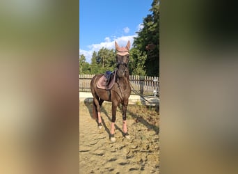 Österreichisches Warmblut, Stute, 3 Jahre, 167 cm, Rappe