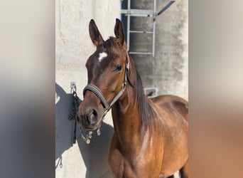 Österreichisches Warmblut, Stute, 3 Jahre, 170 cm, Dunkelbrauner