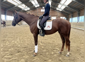 Österreichisches Warmblut, Stute, 3 Jahre, 170 cm, Dunkelfuchs
