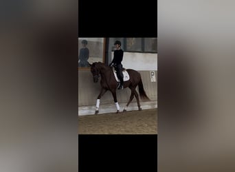 Österreichisches Warmblut, Stute, 3 Jahre, 171 cm, Dunkelfuchs