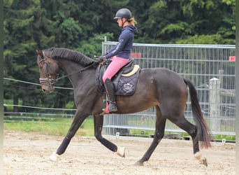 Österreichisches Warmblut, Stute, 3 Jahre, 172 cm, Dunkelbrauner