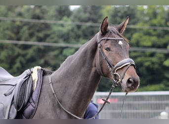 Österreichisches Warmblut, Stute, 3 Jahre, 172 cm, Dunkelbrauner