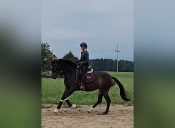 Österreichisches Warmblut, Stute, 3 Jahre, 172 cm, Dunkelbrauner