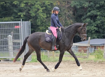 Österreichisches Warmblut, Stute, 3 Jahre, 172 cm, Dunkelbrauner