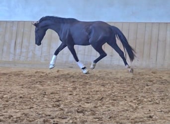 Österreichisches Warmblut, Stute, 3 Jahre, 172 cm, Rappe