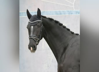 Österreichisches Warmblut, Stute, 3 Jahre, 172 cm, Rappe