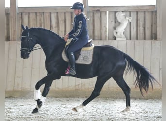Österreichisches Warmblut, Stute, 3 Jahre, 172 cm, Rappe