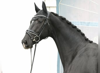 Österreichisches Warmblut, Stute, 3 Jahre, 172 cm, Rappe