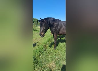 Österreichisches Warmblut, Stute, 3 Jahre, 178 cm, Rappe