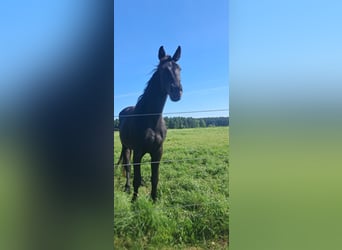 Österreichisches Warmblut, Stute, 3 Jahre, 178 cm, Rappe