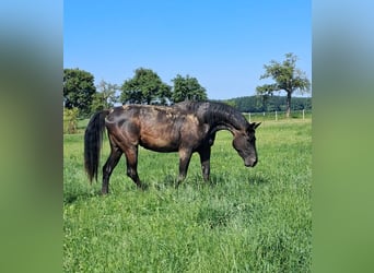 Österreichisches Warmblut, Stute, 3 Jahre, 178 cm, Rappe