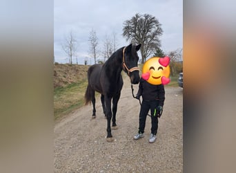 Österreichisches Warmblut, Stute, 3 Jahre, 178 cm, Rappe