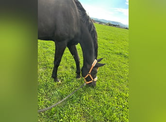 Österreichisches Warmblut, Stute, 3 Jahre, 178 cm, Rappe