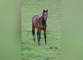 Österreichisches Warmblut, Stute, 3 Jahre, Brauner
