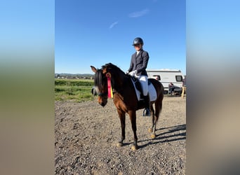 Österreichisches Warmblut, Stute, 4 Jahre, 145 cm, Brauner