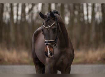 Österreichisches Warmblut, Stute, 4 Jahre, 152 cm, Dunkelbrauner