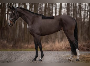 Österreichisches Warmblut, Stute, 4 Jahre, 152 cm, Dunkelbrauner