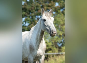 Österreichisches Warmblut, Stute, 4 Jahre, 158 cm, Schimmel