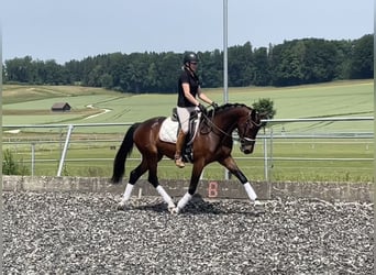 Österreichisches Warmblut, Stute, 4 Jahre, 160 cm, Dunkelbrauner