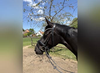 Österreichisches Warmblut, Stute, 4 Jahre, 160 cm, Dunkelbrauner