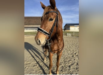 Österreichisches Warmblut, Stute, 4 Jahre, 162 cm, Fuchs