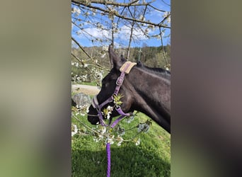Österreichisches Warmblut, Stute, 4 Jahre, 162 cm, Rappe