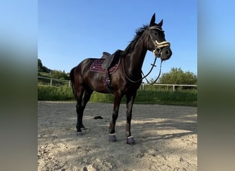 Österreichisches Warmblut, Stute, 4 Jahre, 162 cm, Rappe