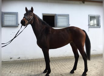 Österreichisches Warmblut, Stute, 4 Jahre, 163 cm, Dunkelbrauner