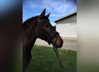 Österreichisches Warmblut, Stute, 4 Jahre, 163 cm, Dunkelbrauner