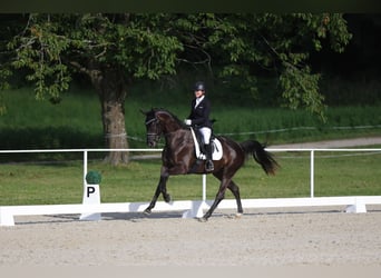 Österreichisches Warmblut, Stute, 4 Jahre, 163 cm, Rappe