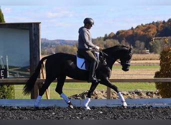 Österreichisches Warmblut, Stute, 4 Jahre, 163 cm, Rappe