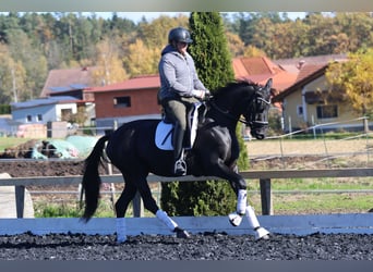 Österreichisches Warmblut, Stute, 4 Jahre, 163 cm, Rappe