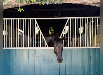 Österreichisches Warmblut, Stute, 4 Jahre, 165 cm, Rappe
