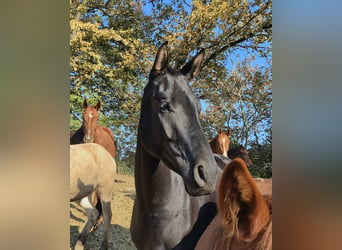 Österreichisches Warmblut, Stute, 4 Jahre, 165 cm, Rappe