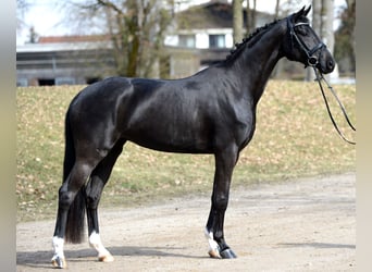 Österreichisches Warmblut, Stute, 4 Jahre, 167 cm, Rappe