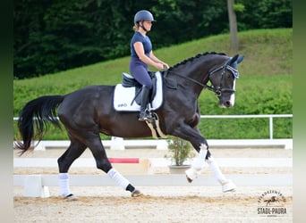 Österreichisches Warmblut, Stute, 4 Jahre, 167 cm, Rappe