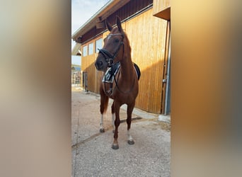 Österreichisches Warmblut, Stute, 4 Jahre, 168 cm, Fuchs